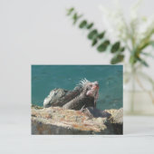 Iguana at St. Thomas ポストカード (スタンド正面)