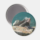 Iguana at St. Thomas マグネット (正面/裏面)