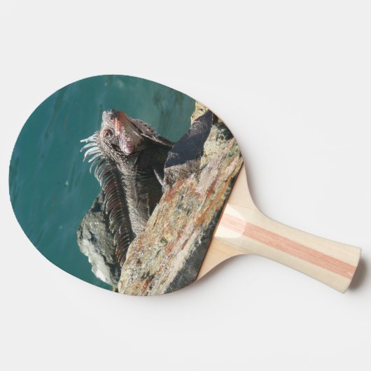 Iguana at St. Thomas 卓球ラケット (横)