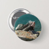 Iguana at St. Thomas 缶バッジ (正面&裏面)