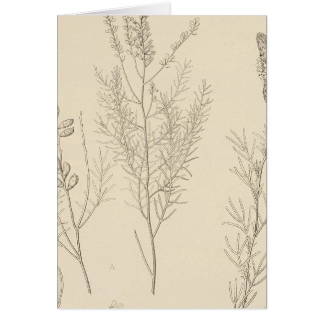 IIパリエラ，ペタロステモン (正面)