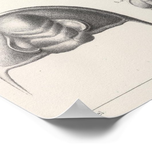 II原始期 ポスター (角)