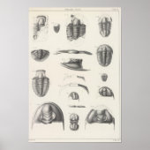 II原始期 ポスター (正面)