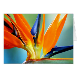 II-upの終わり極楽鳥