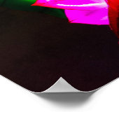 Illuminated Koi ポスター (角)