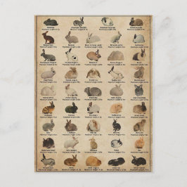 Illustration Lapins ポストカード