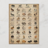 Illustration Lapins ポストカード (正面)