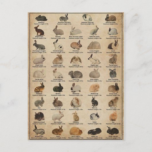 Illustration Lapins ポストカード (正面)