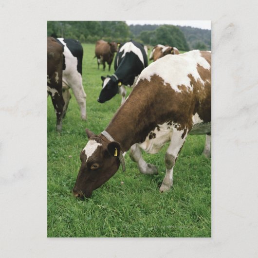 ima28991 ポストカード (正面)