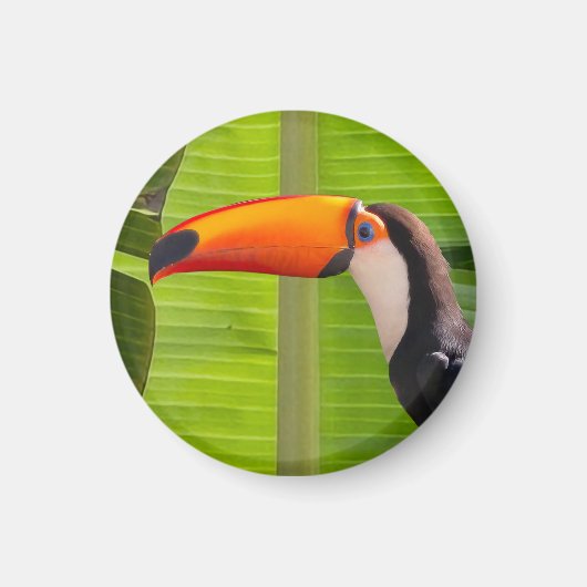 Imã com design de Tucano マグネット (正面)