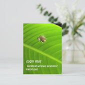 IMAG0274.jpg、Coqui Frog、カリブのNational Ra... ポストカード (スタンド正面)