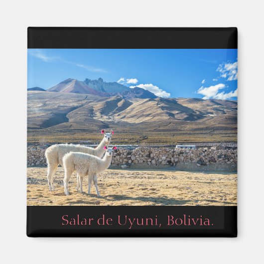 Imán, Llamas Salar de Uyuni, Bolivia マグネット (正面)