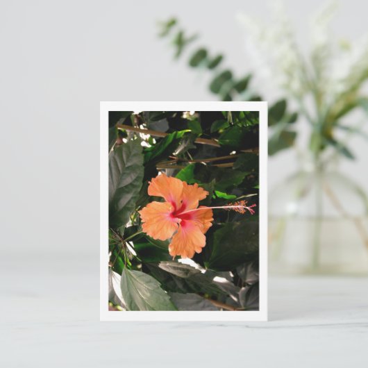 IMG_0033 ポストカード (スタンド正面)