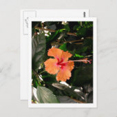 IMG_0033 ポストカード (正面/裏面)