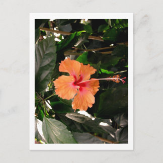 IMG_0033 ポストカード