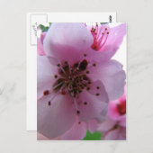 IMG_0037_3 ポストカード (正面/裏面)