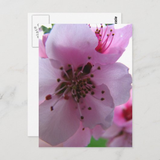 IMG_0037_3 ポストカード (正面/裏面)