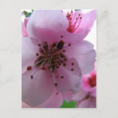 IMG_0037_3 ポストカード (正面)