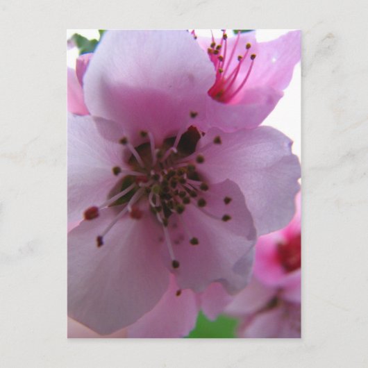 IMG_0037_3 ポストカード (正面)