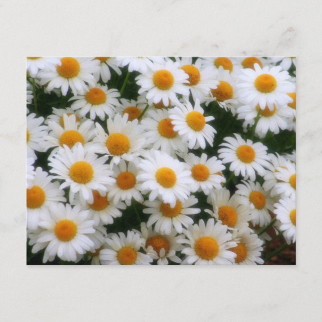 IMG_0066デイジー愛好家 (正面)