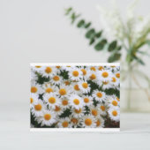 IMG_0066デイジー愛好家 ポストカード (スタンド正面)