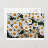 IMG_0066デイジー愛好家 ポストカード (正面/裏面)