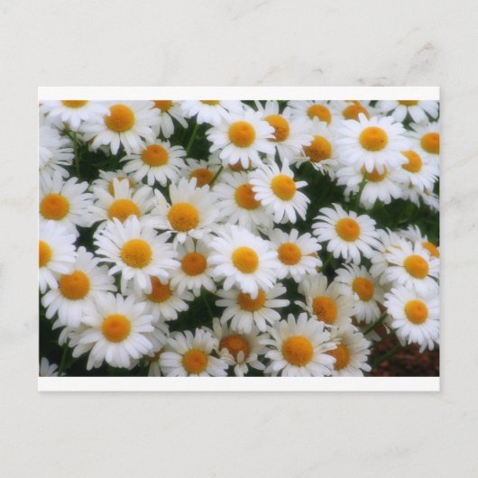 IMG_0066デイジー愛好家 ポストカード (正面)