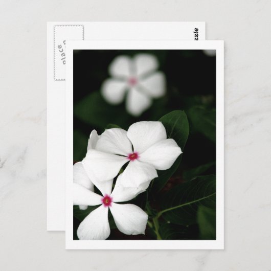 IMG_0236 ポストカード (正面/裏面)