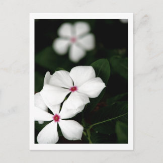 IMG_0236 ポストカード