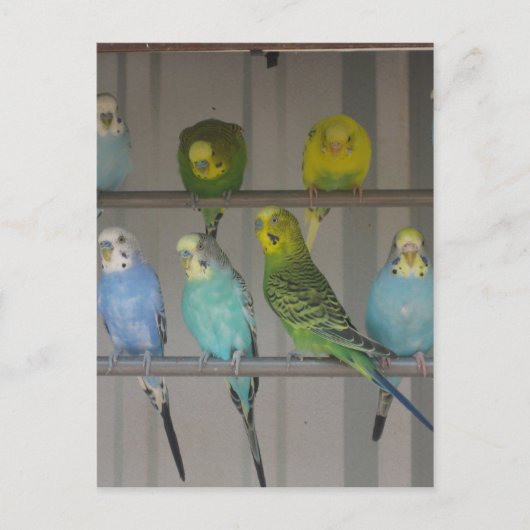 IMG_0348 ポストカード (正面)