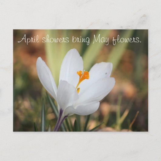 IMG_0371、4月のシャワーは5月の花を持ってくる。 ポストカード (正面)