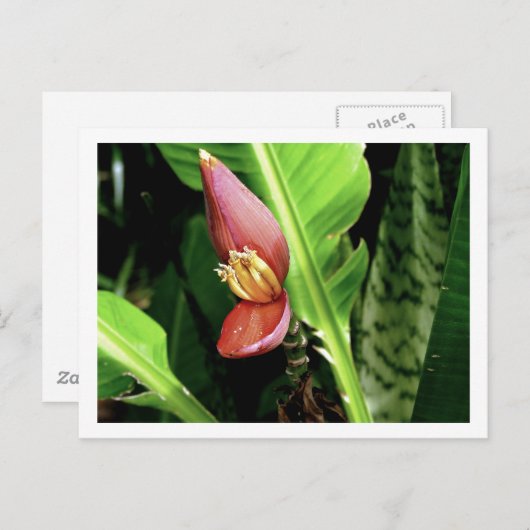 IMG_0432 ポストカード (正面/裏面)