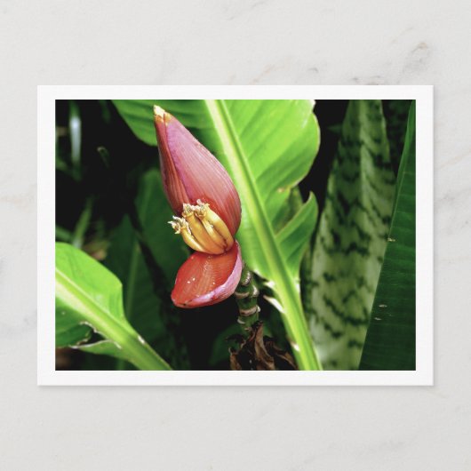 IMG_0432 ポストカード (正面)