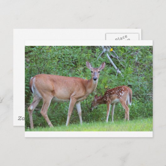 IMG_0494_1 ポストカード (正面/裏面)