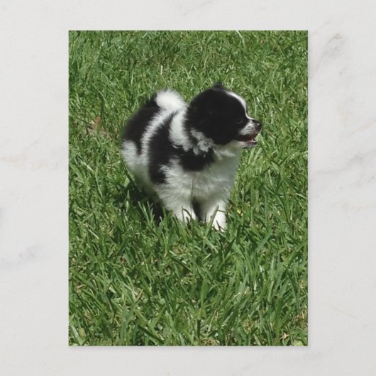 IMG_0545.JPG ポストカード (正面)