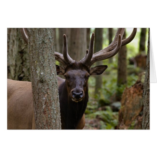 IMG_0560_elk3_5x7-06202004 (正面横)