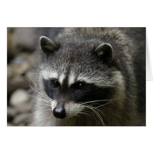 IMG_0667_raccoon_5x7 (正面横)