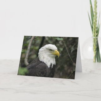 IMG_0673-eagle_5x7 カード