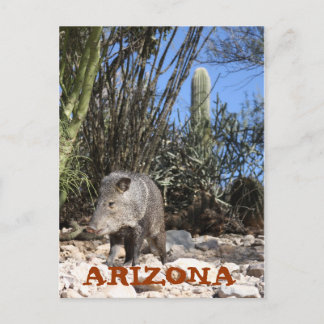 IMG_0830、アリゾナ ポストカード