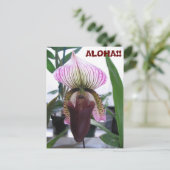 IMG_1248，アロハ!!ポストカード ポストカード (スタンド正面)