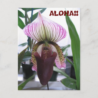 IMG_1248，アロハ!!ポストカード ポストカード