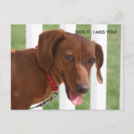 IMG_1331、犬だ恋しく思! ポストカード (正面)