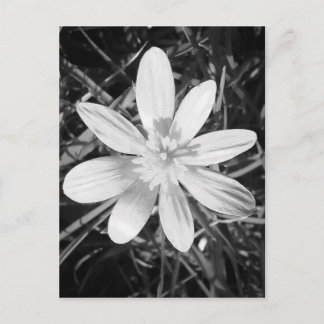 IMG_20150324_210135.jpg ポストカード