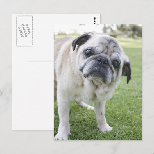 IMG_2562 ポストカード (正面/裏面)