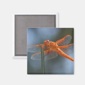 IMG_3251 マグネット (正面/裏面)