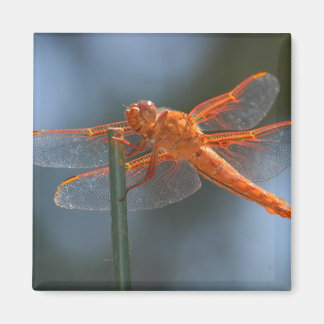 IMG_3251 マグネット