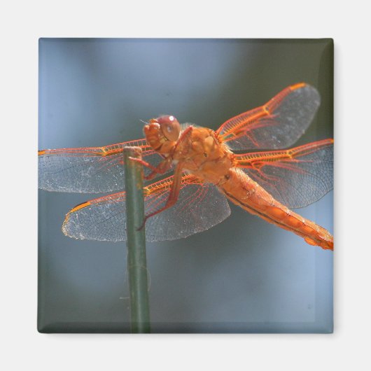 IMG_3251 マグネット (正面)