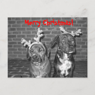 IMG_3721_2、メリークリスマス！ シーズンポストカード