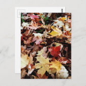 IMG_4035.JPG ポストカード (正面/裏面)