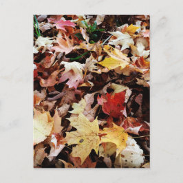 IMG_4035.JPG ポストカード